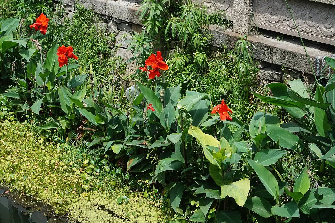 美人蕉 (Canna indica) — 更多视角