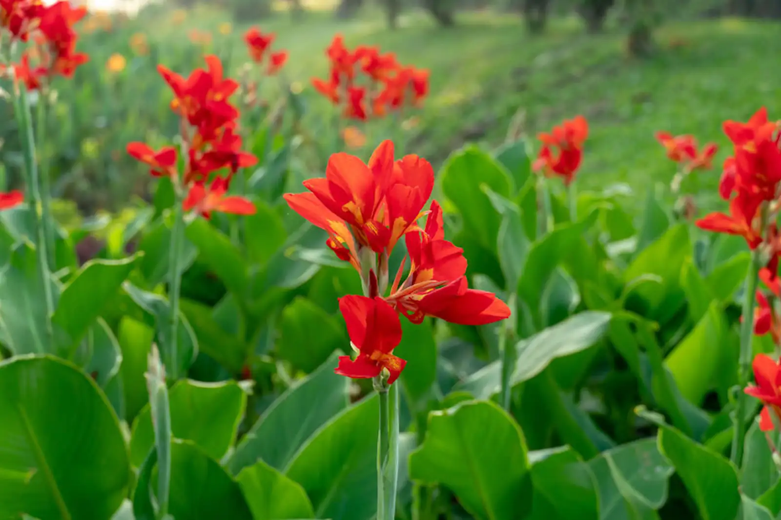 美人蕉 (Canna indica) — 主图
