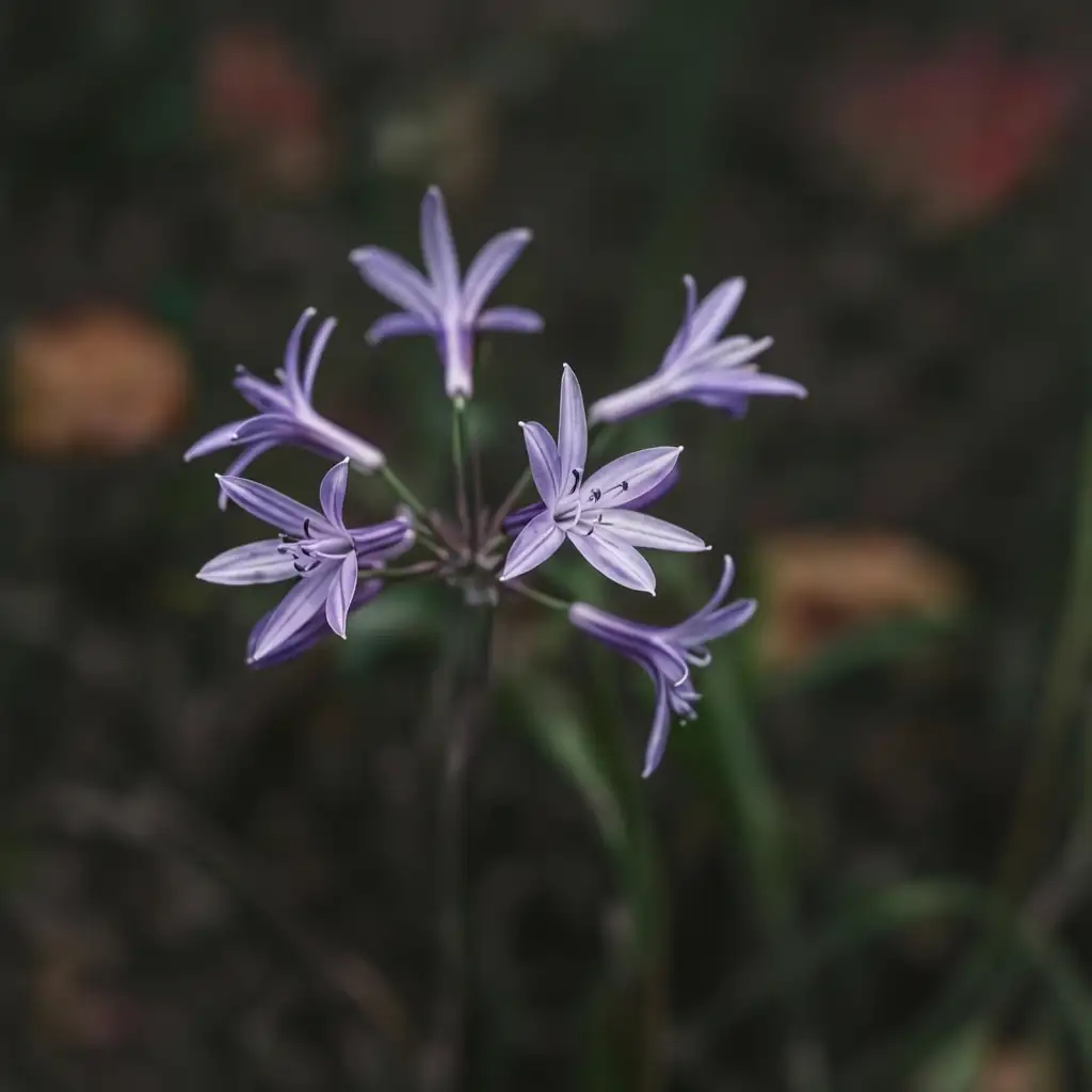 紫娇花 (Tulbaghia violacea) — 主图