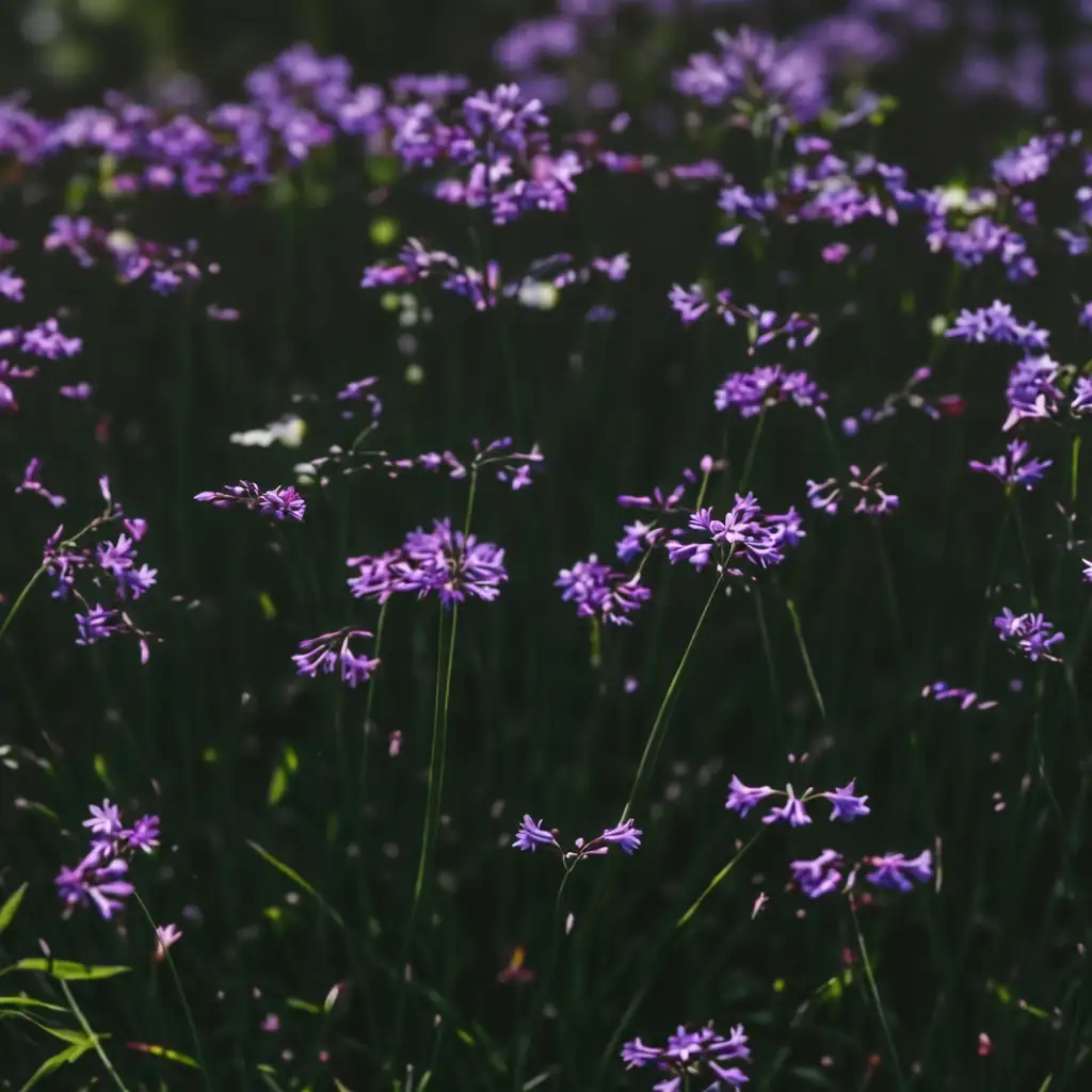 紫娇花 (Tulbaghia violacea) — 细节