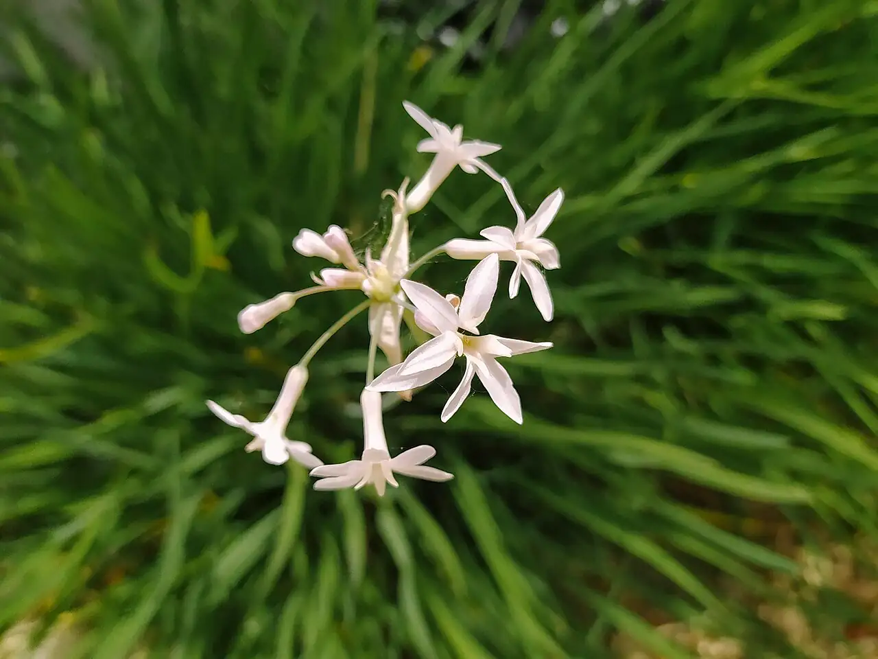 紫娇花 (Tulbaghia violacea) — 更多视角