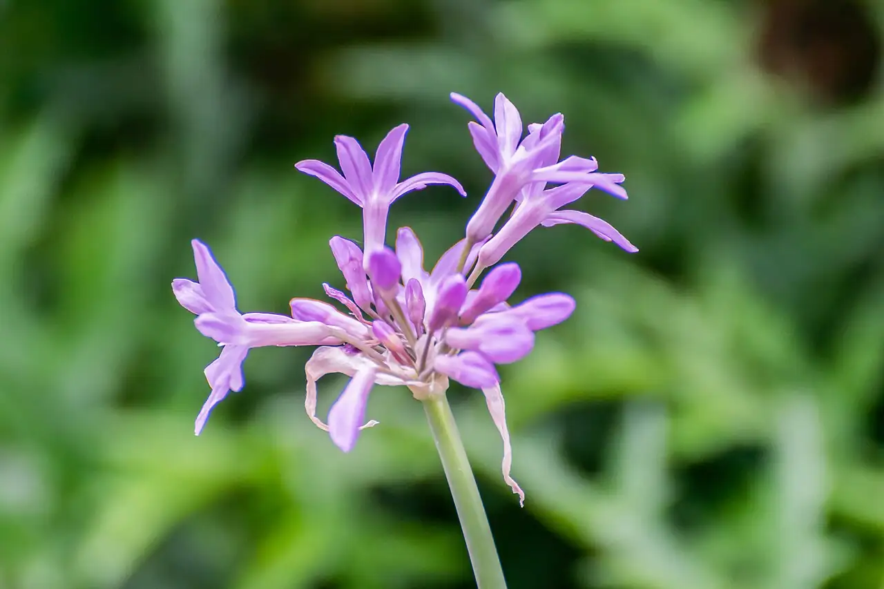 紫娇花 (Tulbaghia violacea) — 环境展示