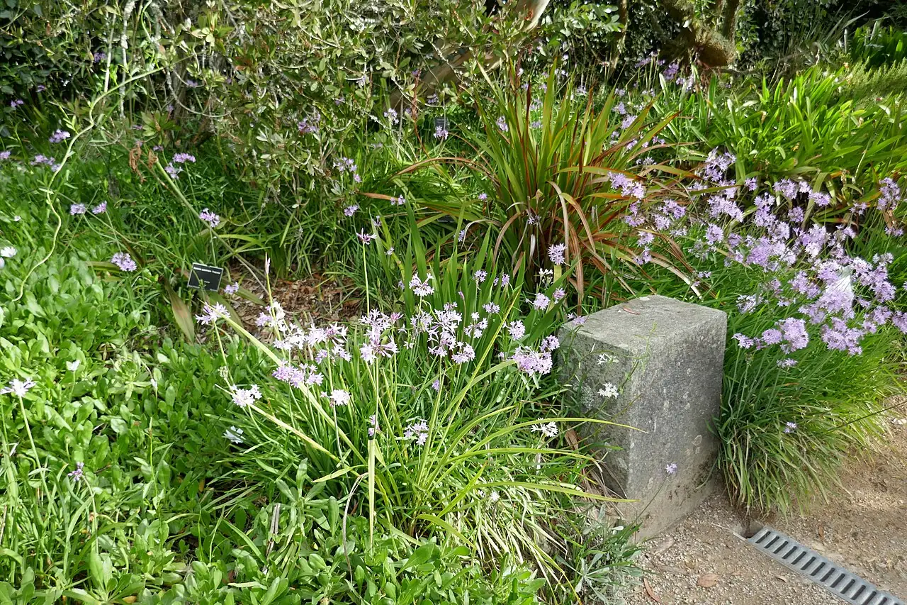 紫娇花 (Tulbaghia violacea) — 更多视角