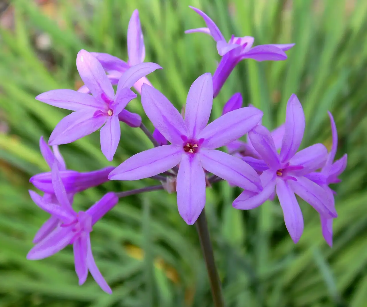 紫娇花 (Tulbaghia violacea) — 特写