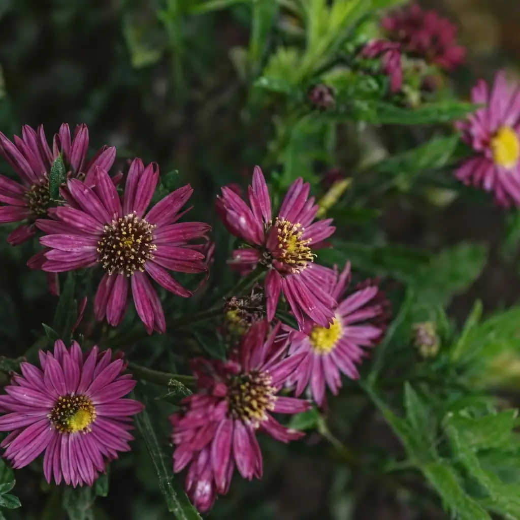荷兰菊 (Symphyotrichum novi-belgii) — 主图