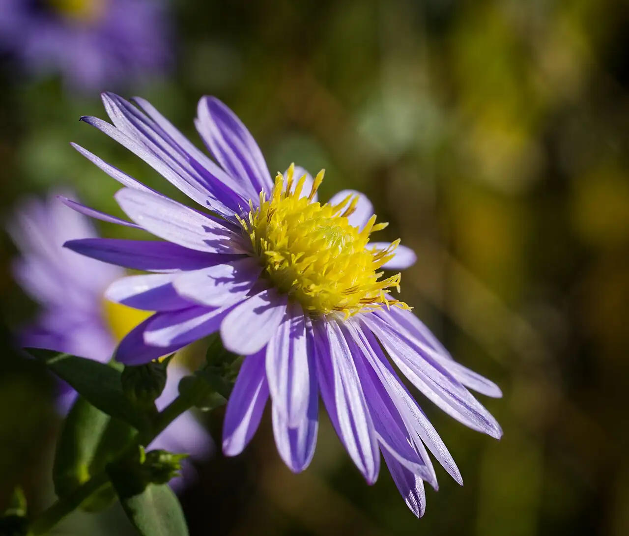 荷兰菊 (Symphyotrichum novi-belgii) — 更多视角