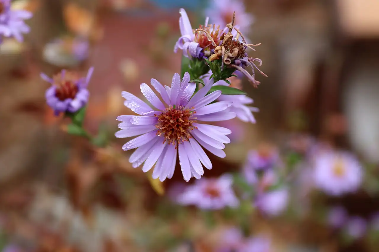 荷兰菊 (Symphyotrichum novi-belgii) — 环境展示