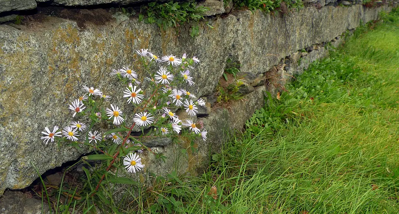 荷兰菊 (Symphyotrichum novi-belgii) — 更多视角