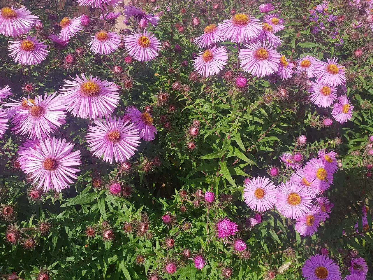 荷兰菊 (Symphyotrichum novi-belgii) — 特写