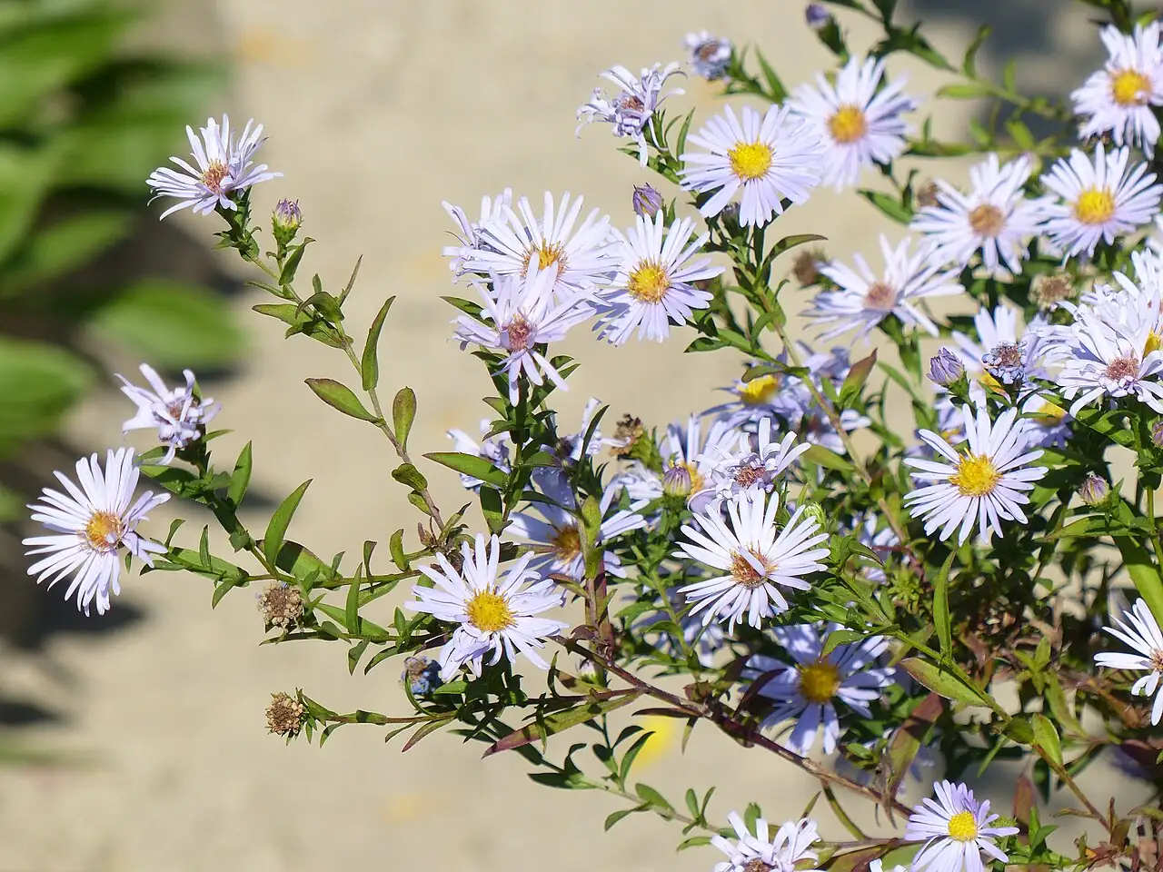 荷兰菊 (Symphyotrichum novi-belgii) — 更多视角