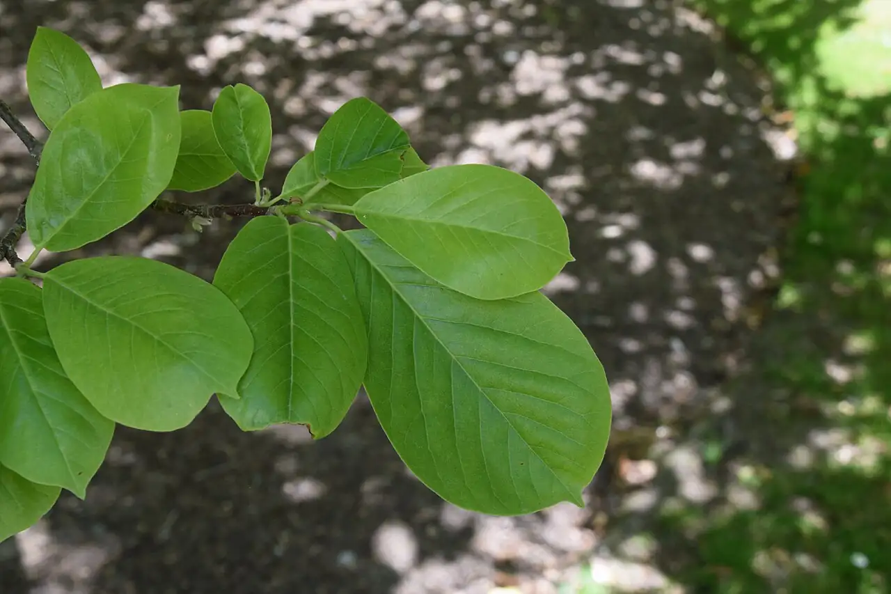 玉兰 (Magnolia denudata) — 更多视角