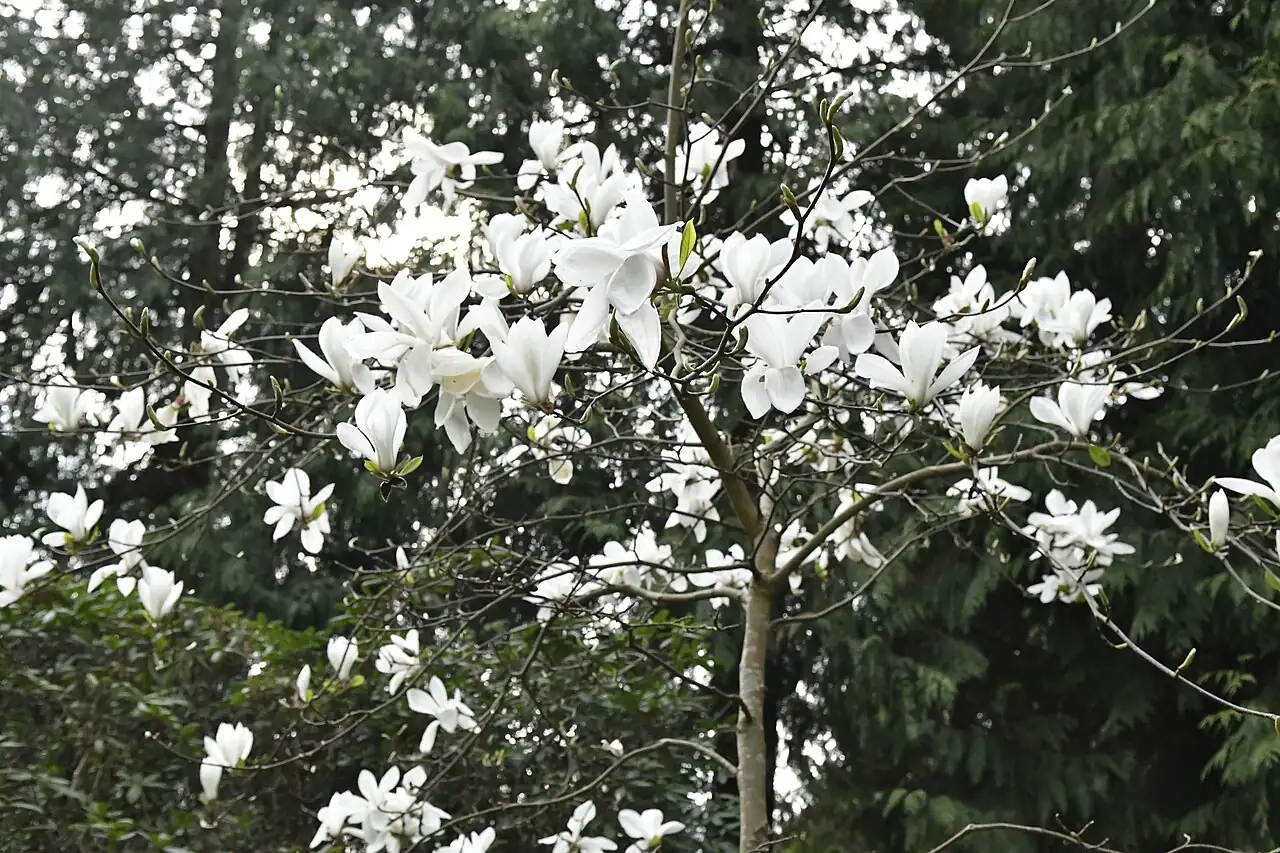 玉兰 (Magnolia denudata) — 主图