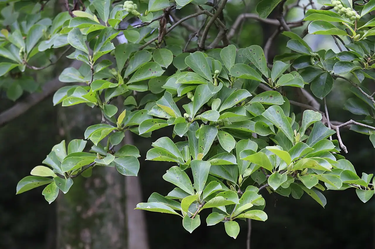 玉兰 (Magnolia denudata) — 更多视角