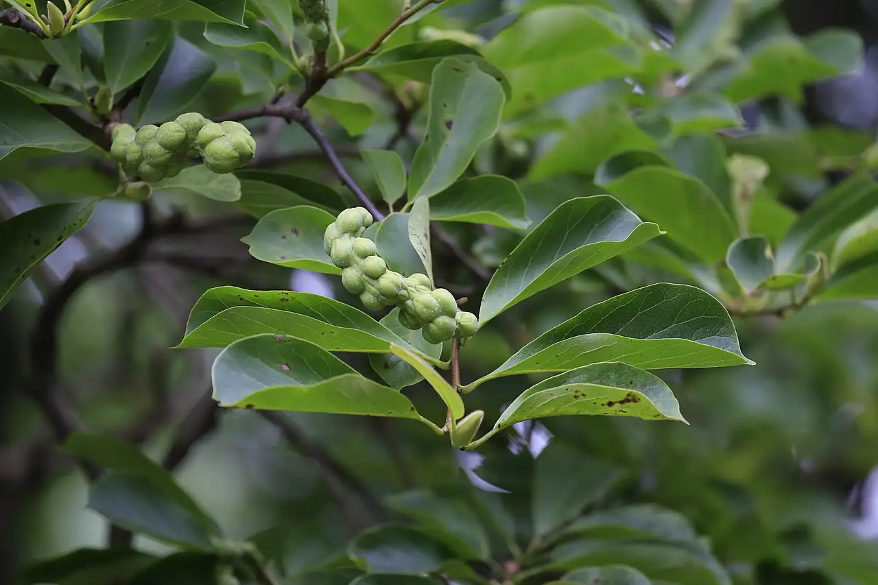玉兰 (Magnolia denudata) — 更多视角