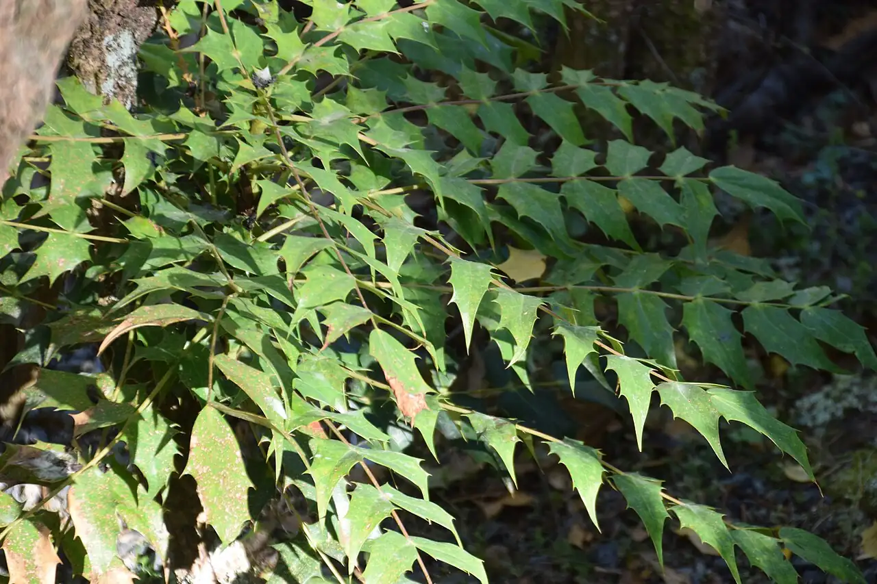 阔叶十大功劳 (Mahonia bealei) — 环境展示