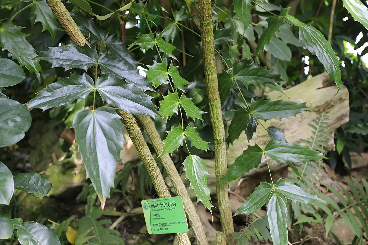 阔叶十大功劳 (Mahonia bealei) — 更多视角