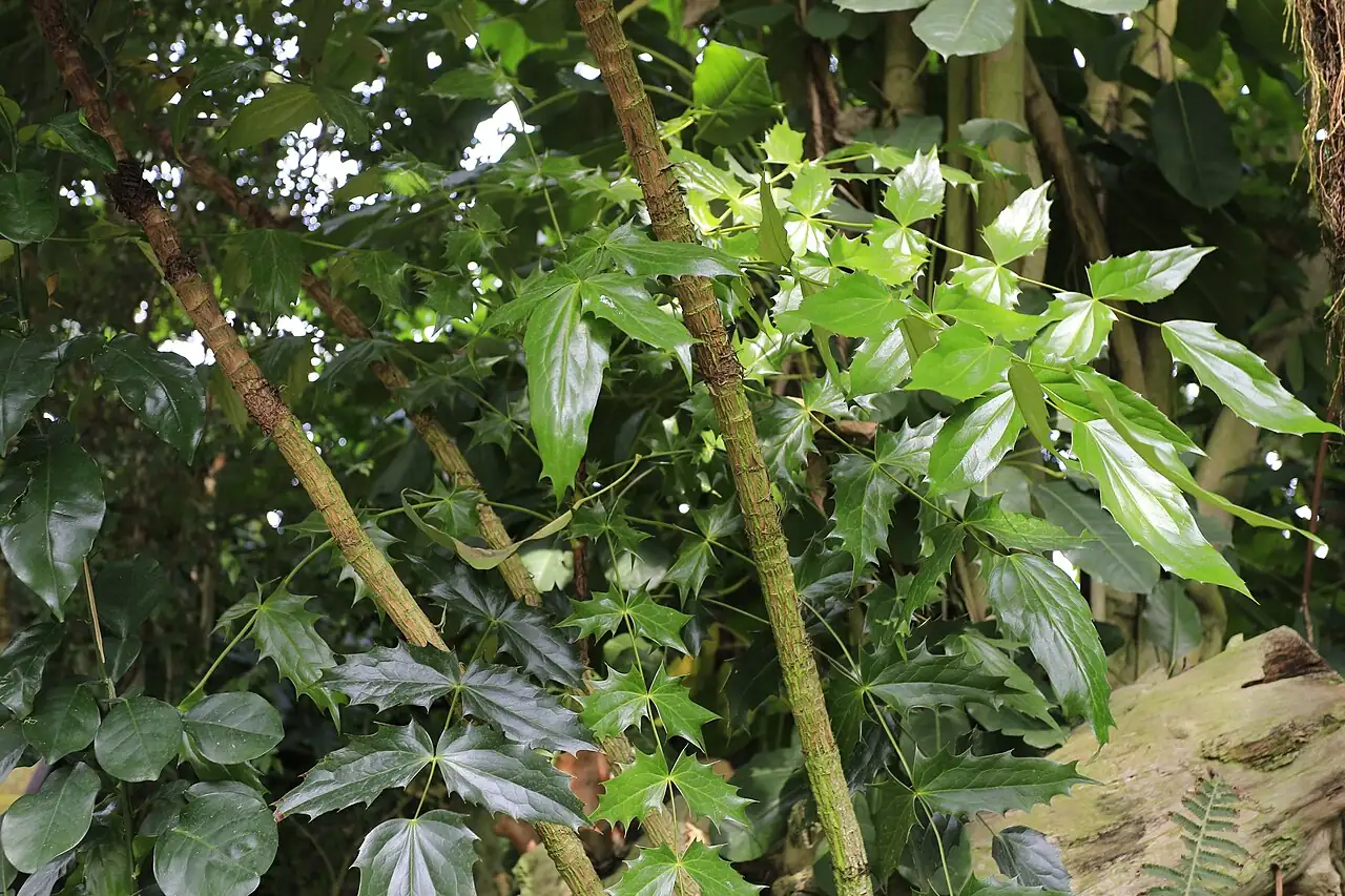 阔叶十大功劳 (Mahonia bealei) — 更多视角