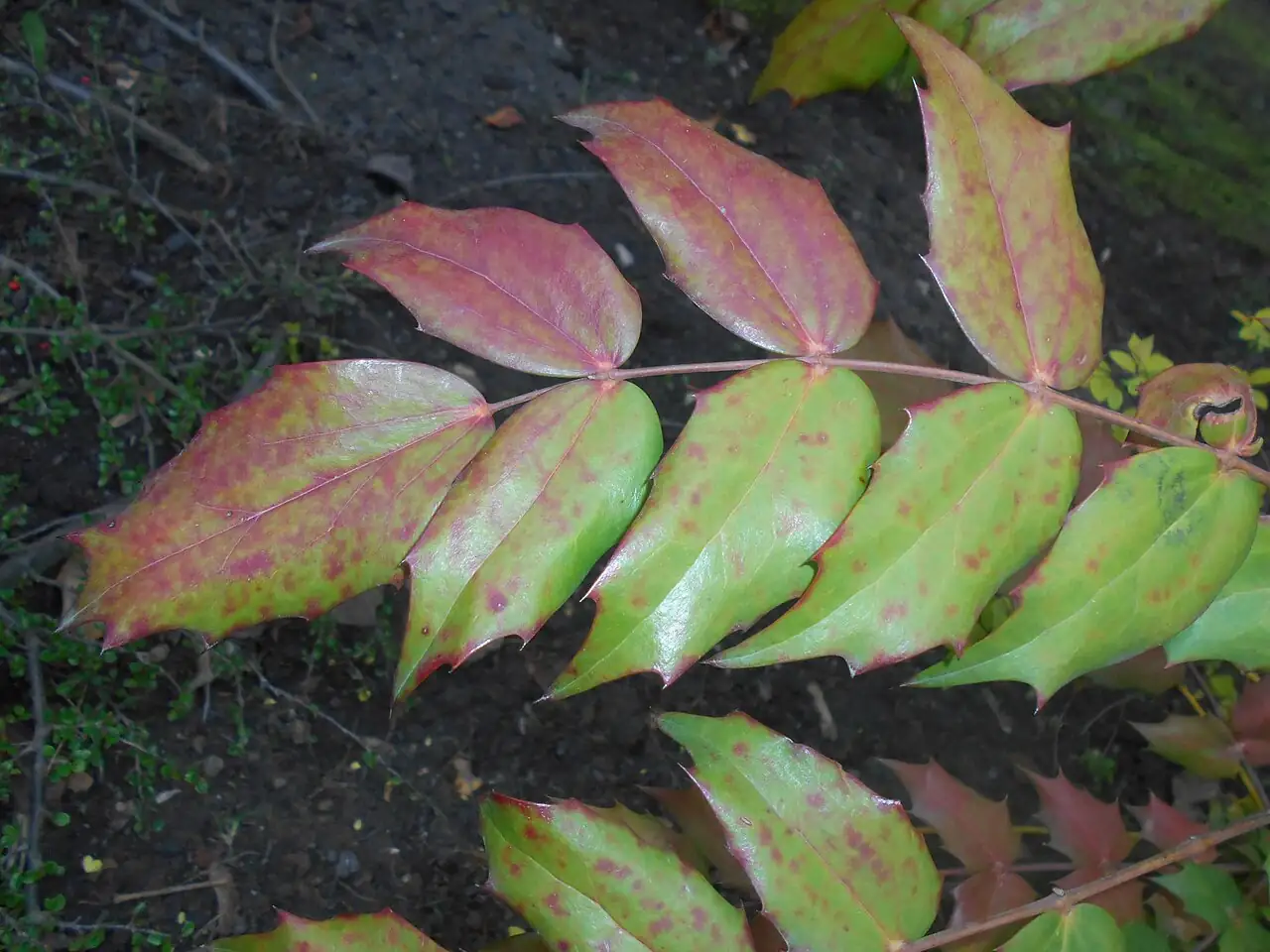 阔叶十大功劳 (Mahonia bealei) — 更多视角