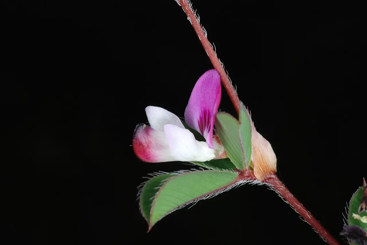 长萼鸡眼草 (Kummerowia stipulacea) — 主图