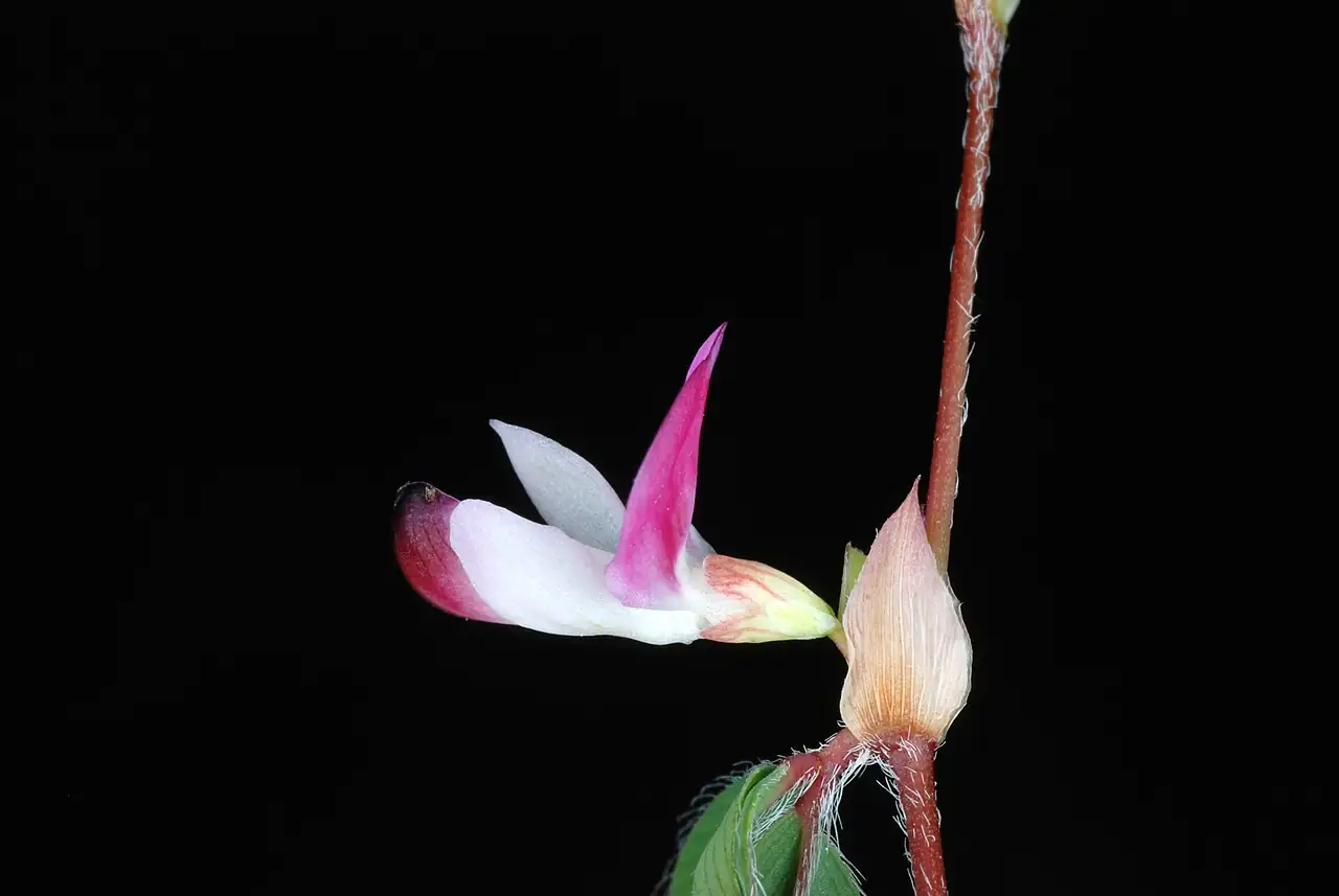长萼鸡眼草 (Kummerowia stipulacea) — 细节