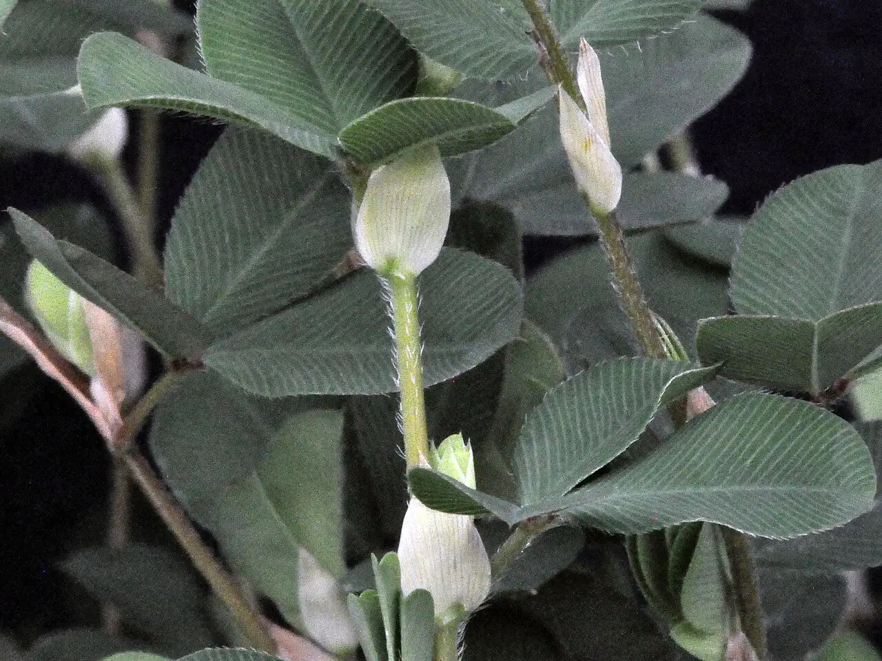 长萼鸡眼草 (Kummerowia stipulacea) — 更多视角