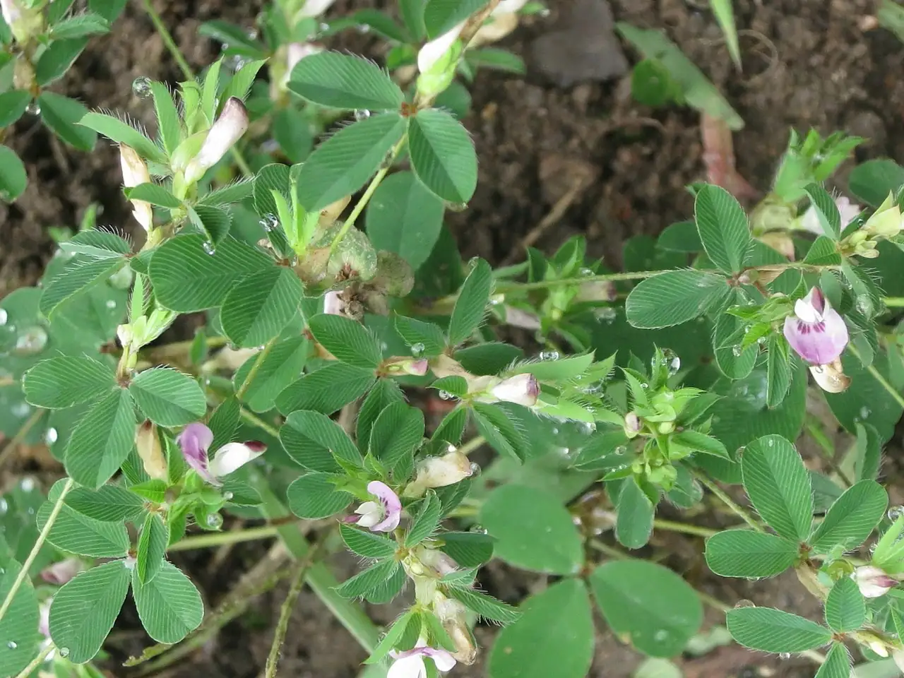 长萼鸡眼草 (Kummerowia stipulacea) — 更多视角