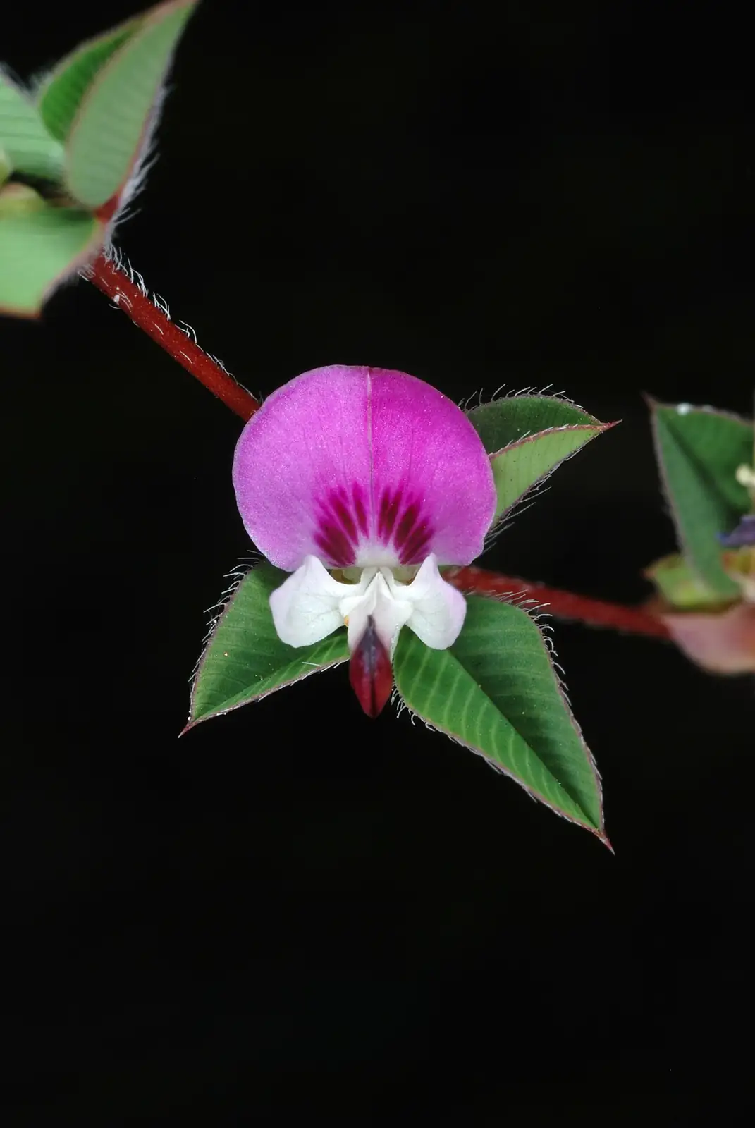 长萼鸡眼草 (Kummerowia stipulacea) — 特写