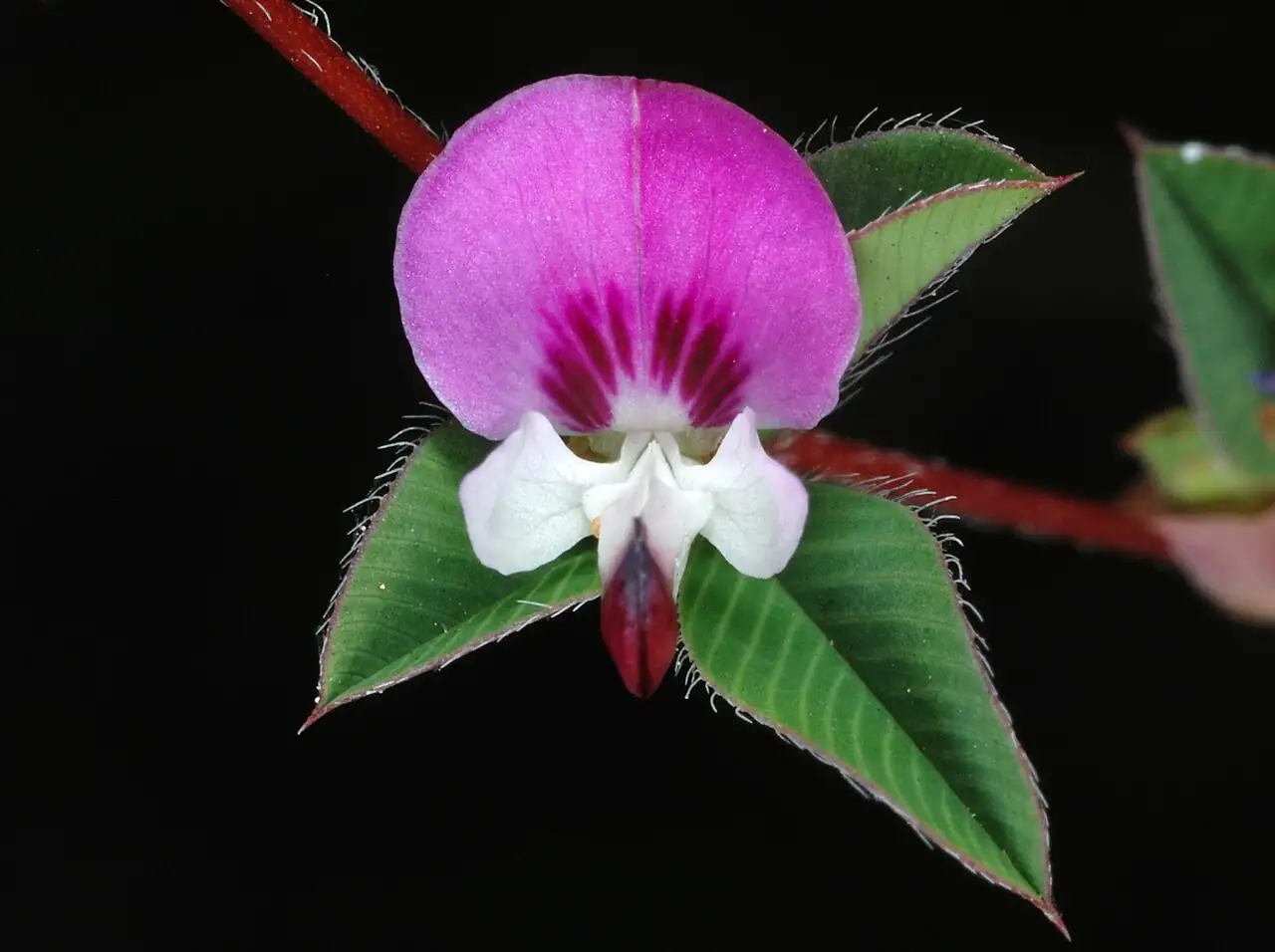 长萼鸡眼草 (Kummerowia stipulacea) — 环境展示