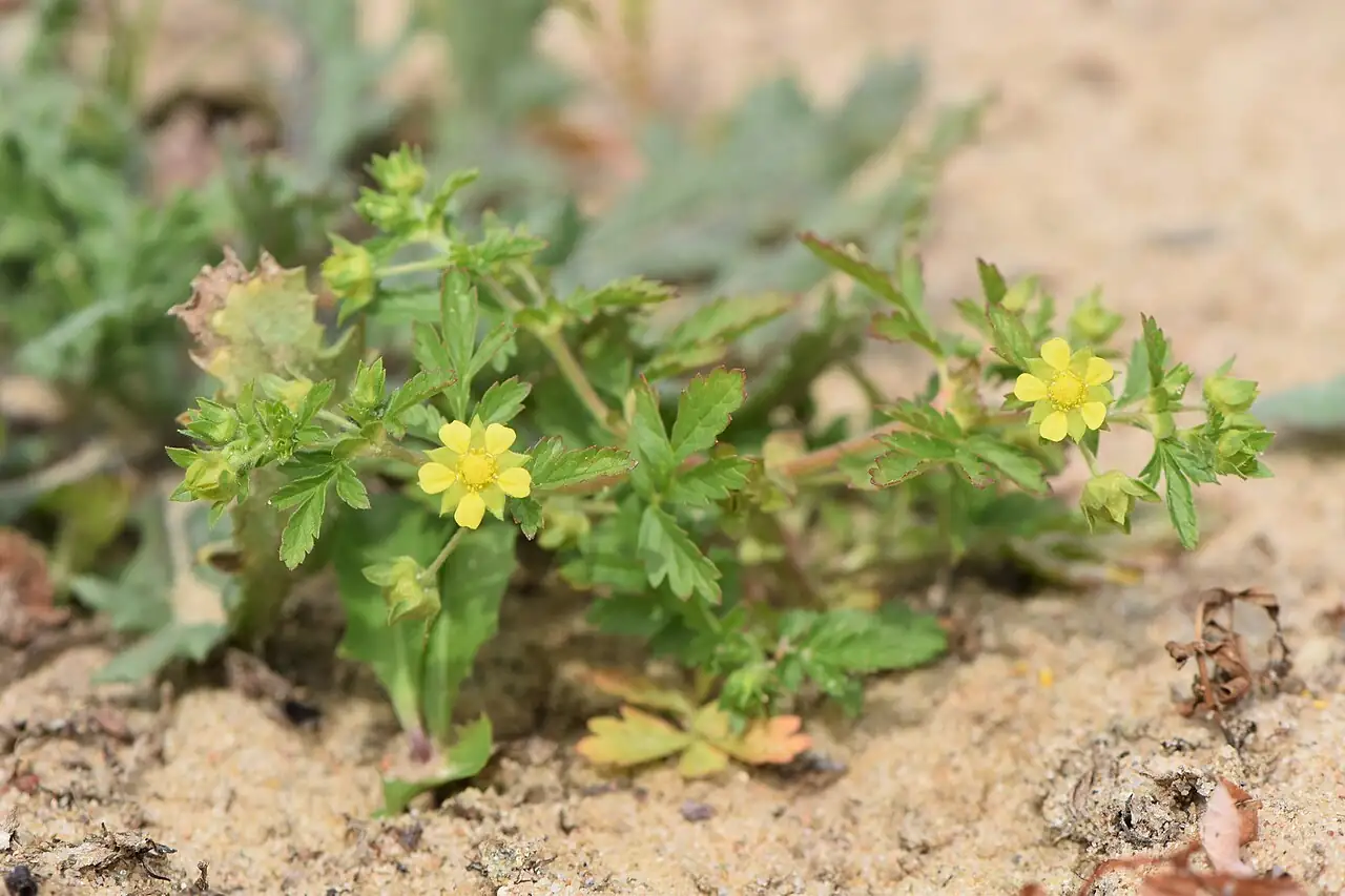 朝天委陵菜 (Potentilla supina) — 更多视角