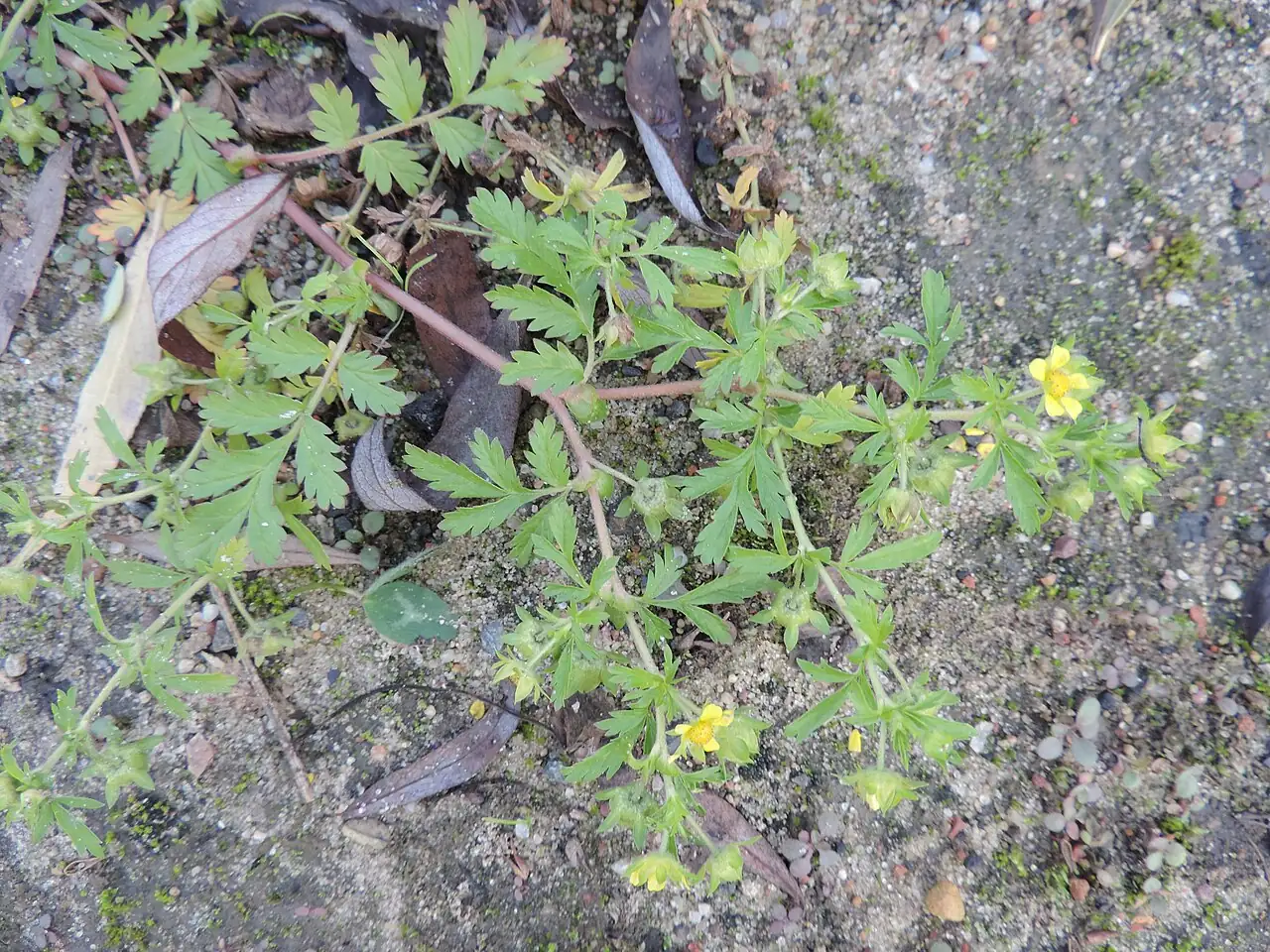 朝天委陵菜 (Potentilla supina) — 更多视角