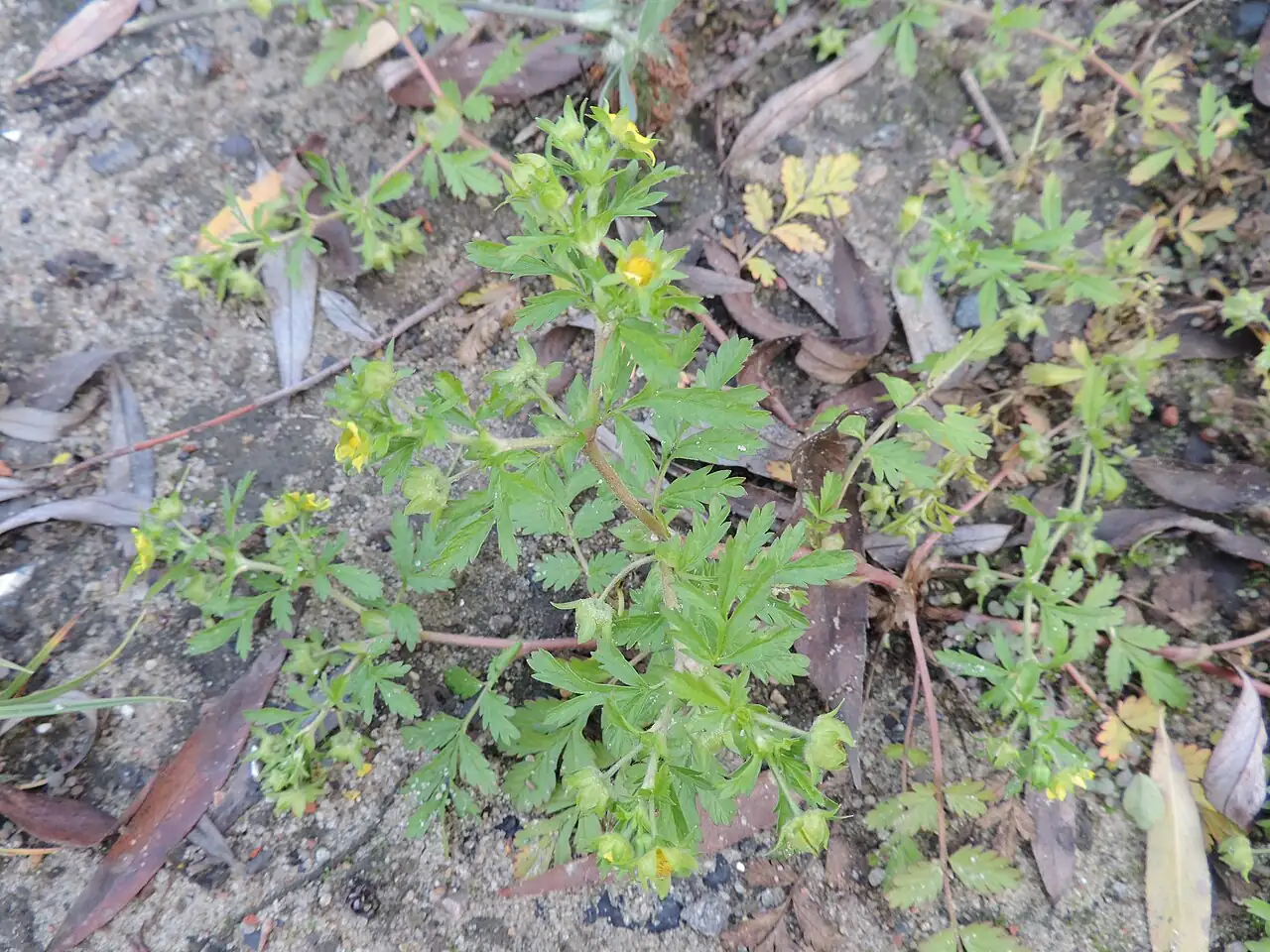 朝天委陵菜 (Potentilla supina) — 更多视角
