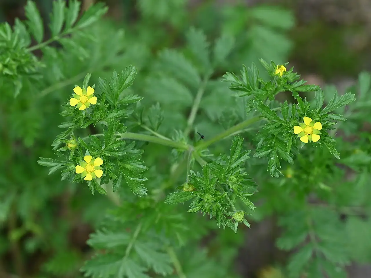 朝天委陵菜 (Potentilla supina) — 细节
