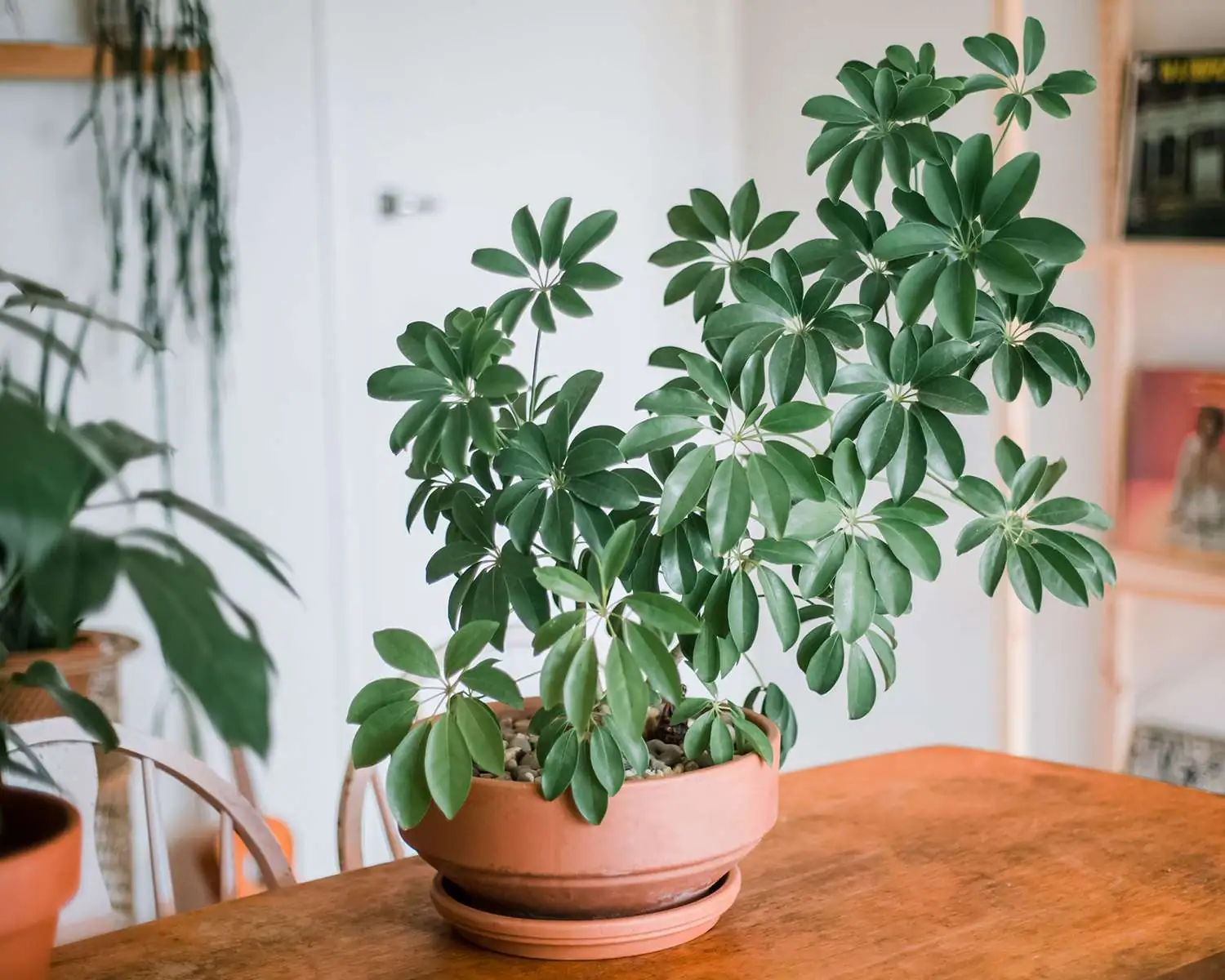 鹅掌柴 (Schefflera arboricola) — 特写