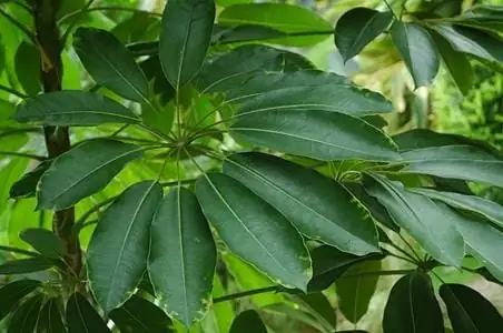 鹅掌柴 (Schefflera arboricola) — 主图