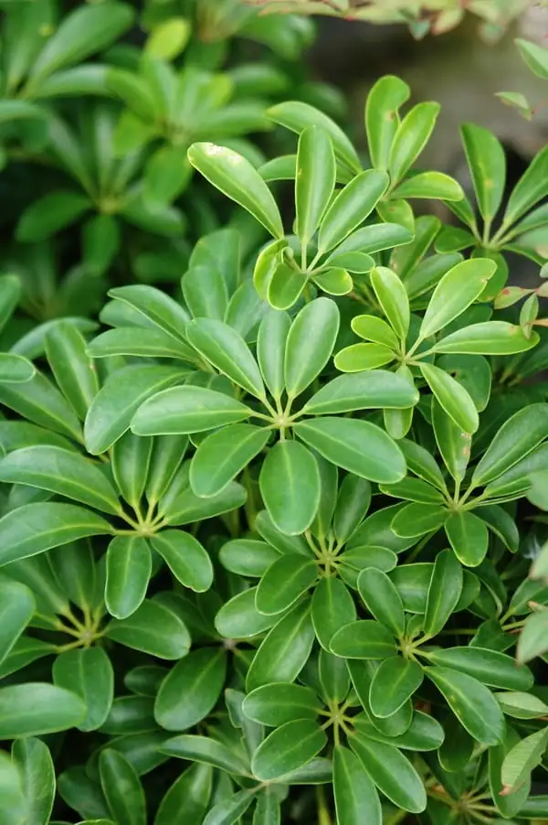 鹅掌柴 (Schefflera arboricola) — 更多视角