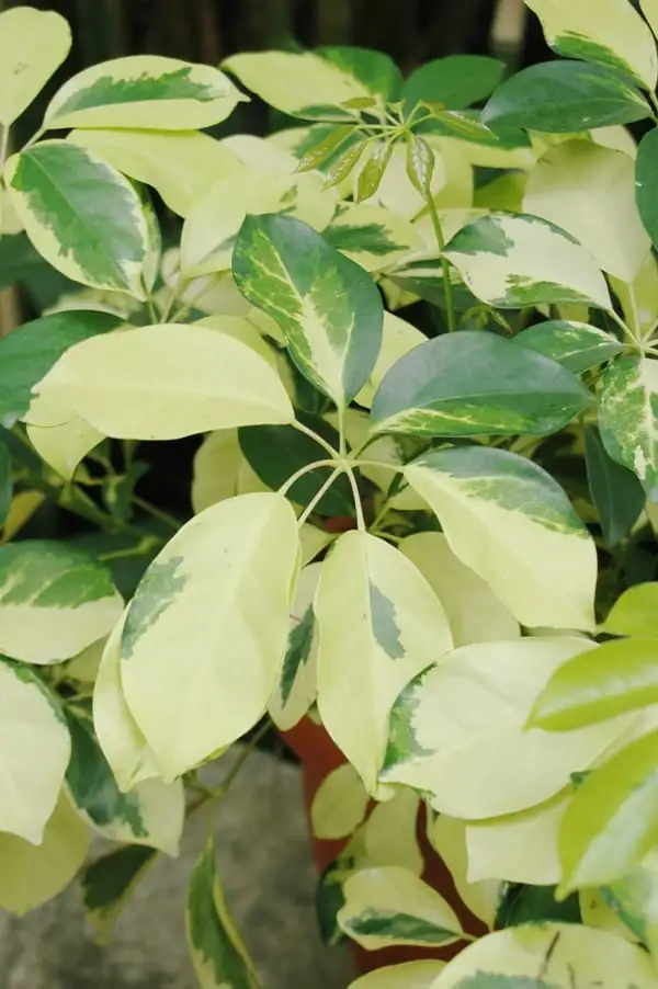 鹅掌柴 (Schefflera arboricola) — 更多视角