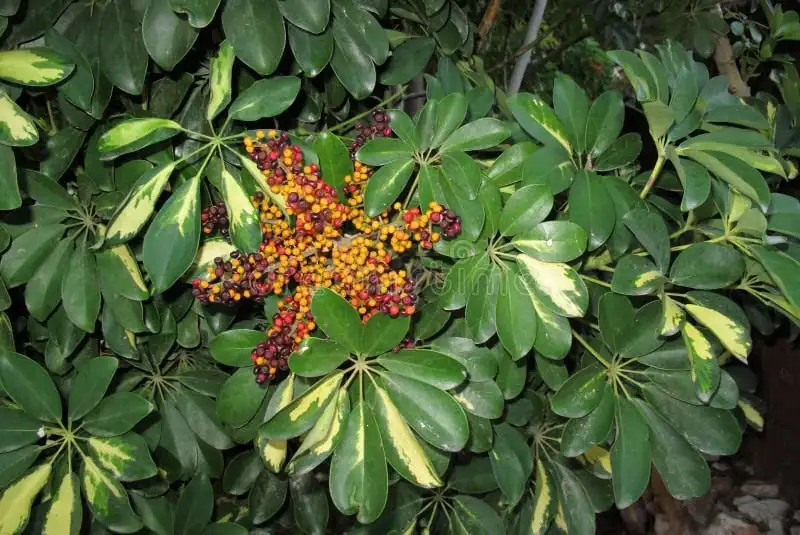 鹅掌柴 (Schefflera arboricola) — 更多视角