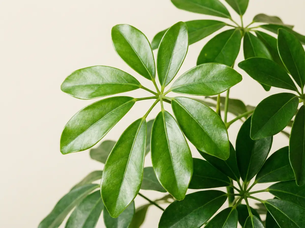 鹅掌柴 (Schefflera arboricola) — 环境展示