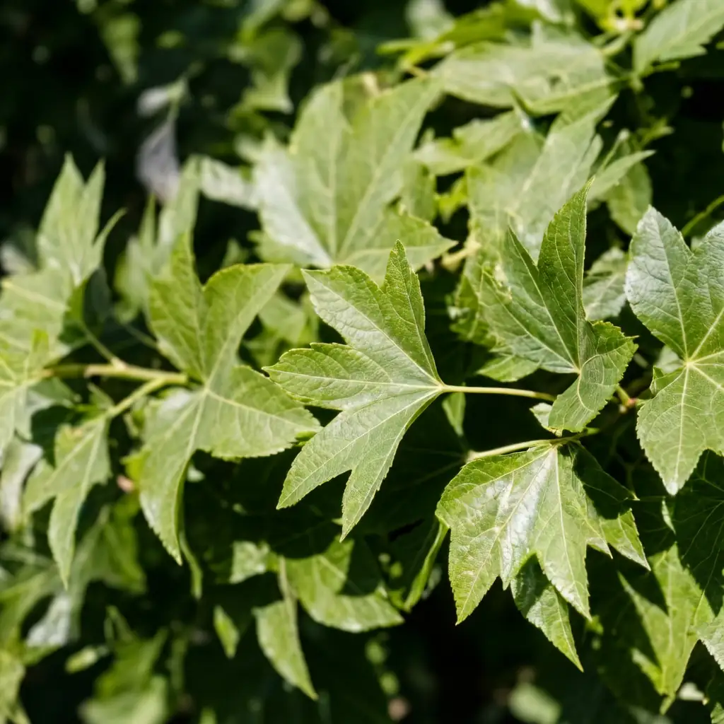 熊掌木 (Fatsia × hedera lizei) — 更多视角