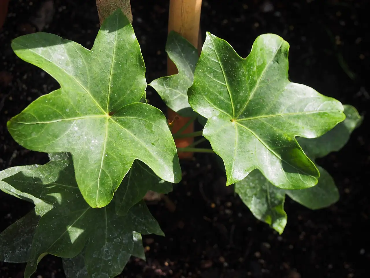 熊掌木 (Fatsia × hedera lizei) — 主图