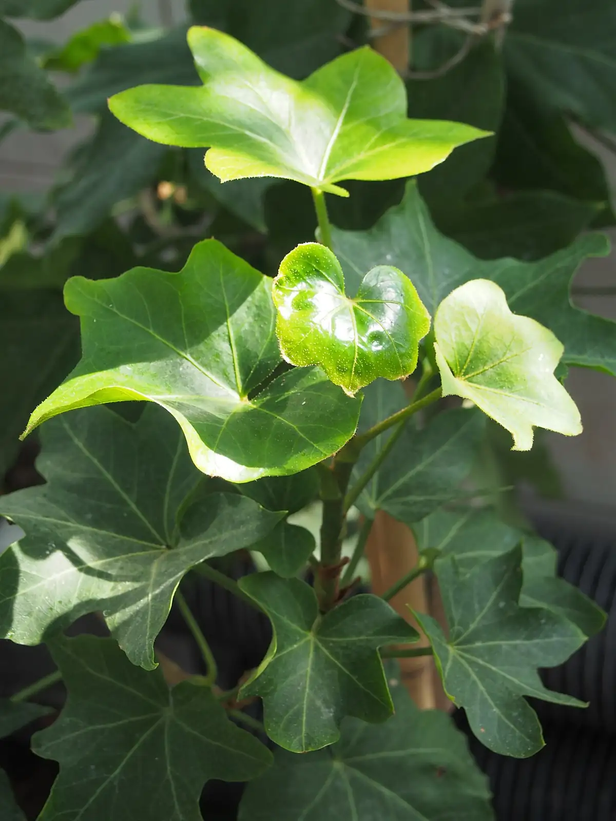 熊掌木 (Fatsia × hedera lizei) — 细节