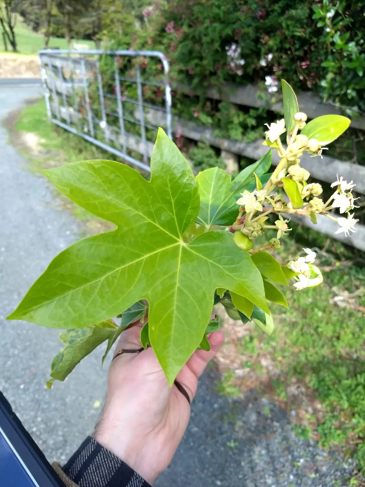 熊掌木 (Fatsia × hedera lizei) — 特写