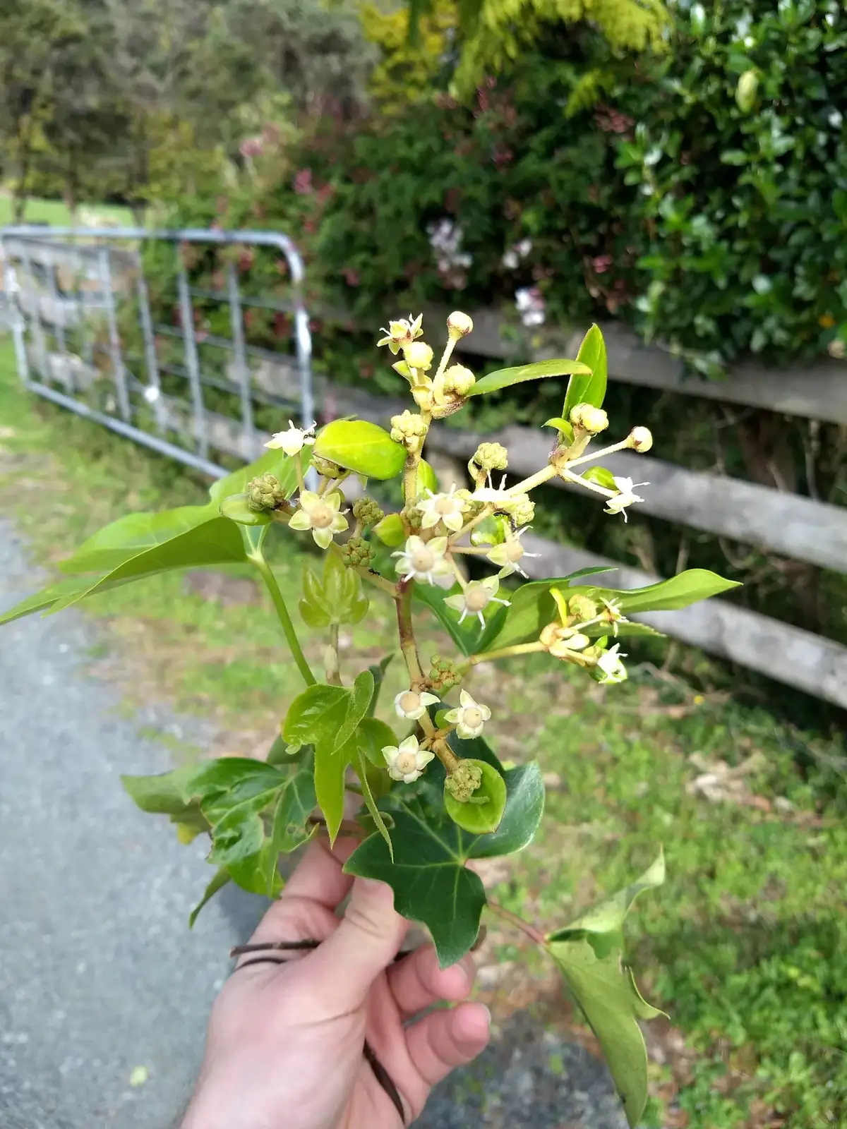 熊掌木 (Fatsia × hedera lizei) — 环境展示