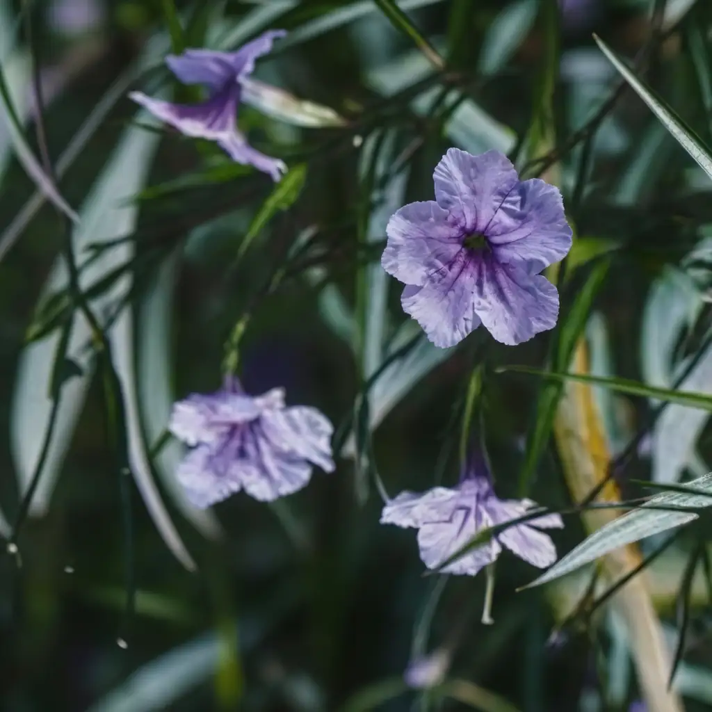 翠芦莉 (Ruellia brittoniana) — 细节