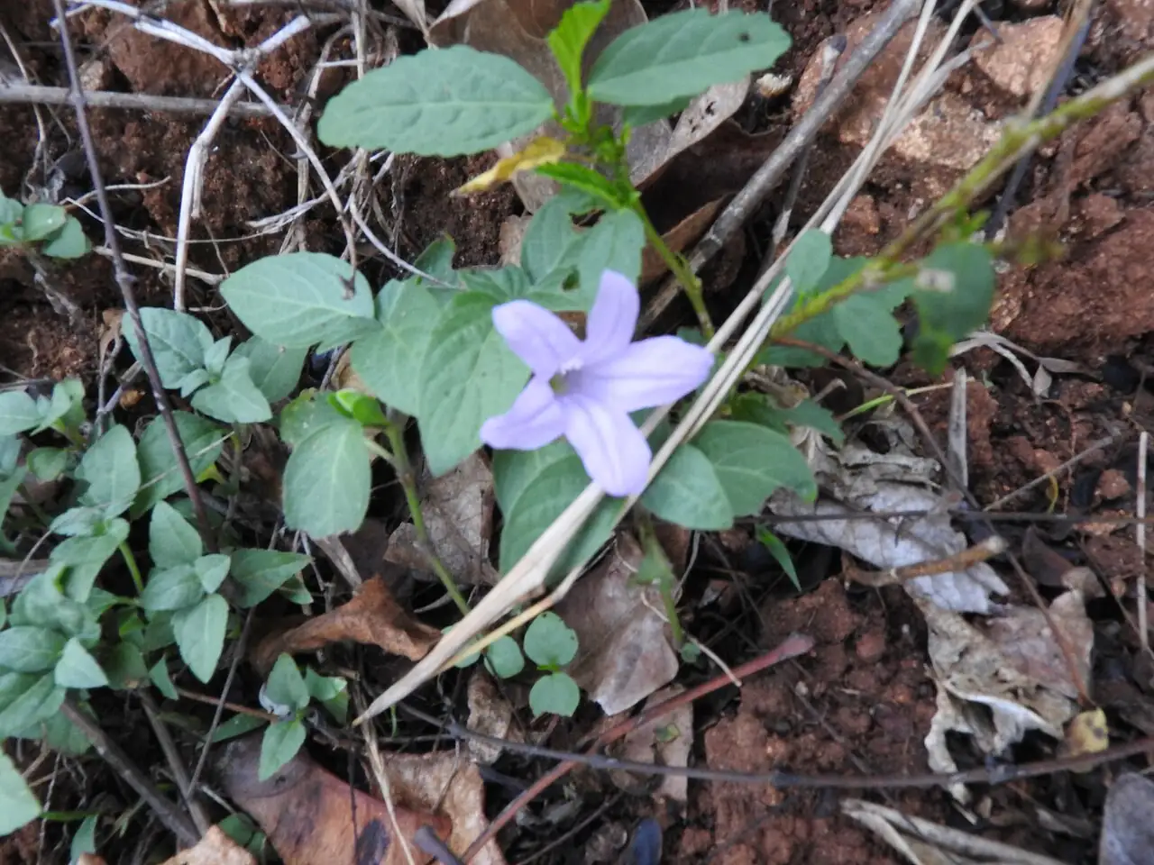 翠芦莉 (Ruellia brittoniana) — 更多视角