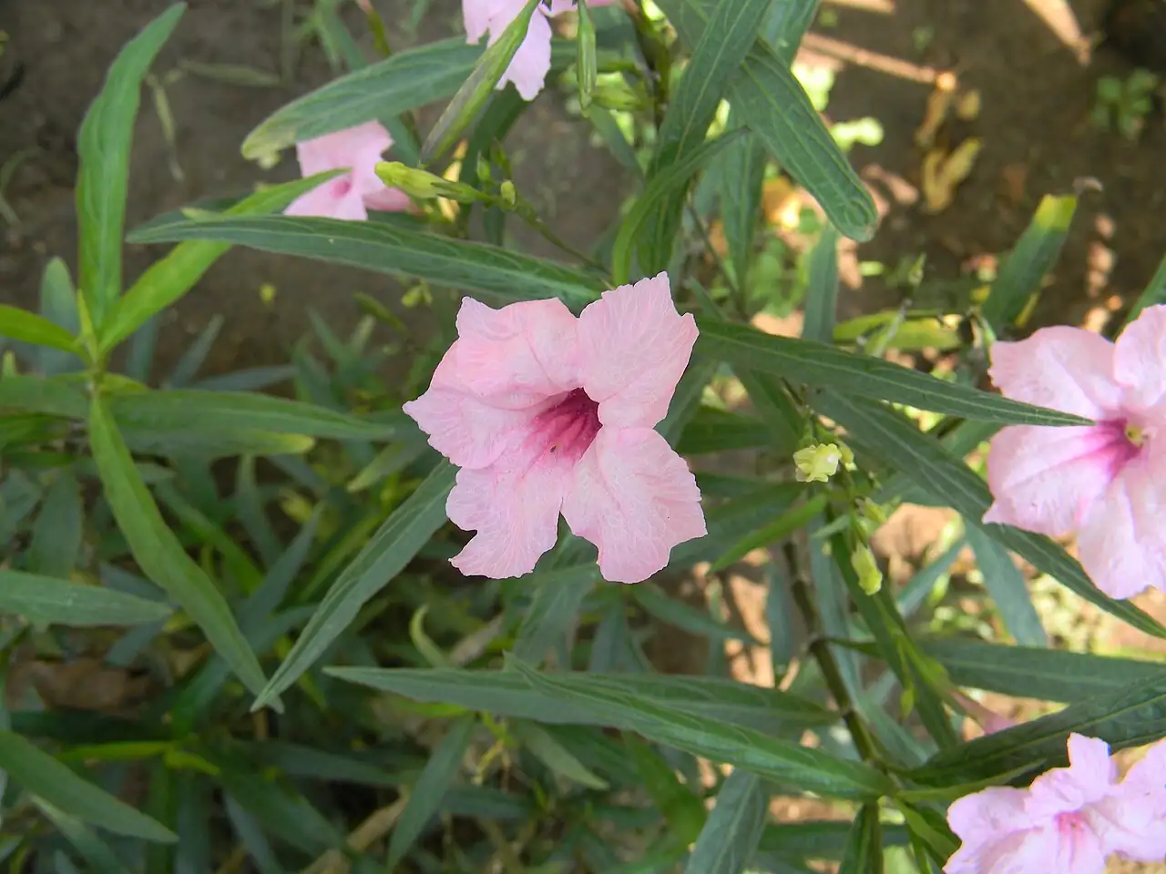 翠芦莉 (Ruellia brittoniana) — 更多视角