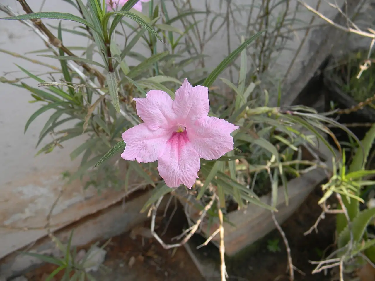 翠芦莉 (Ruellia brittoniana) — 环境展示