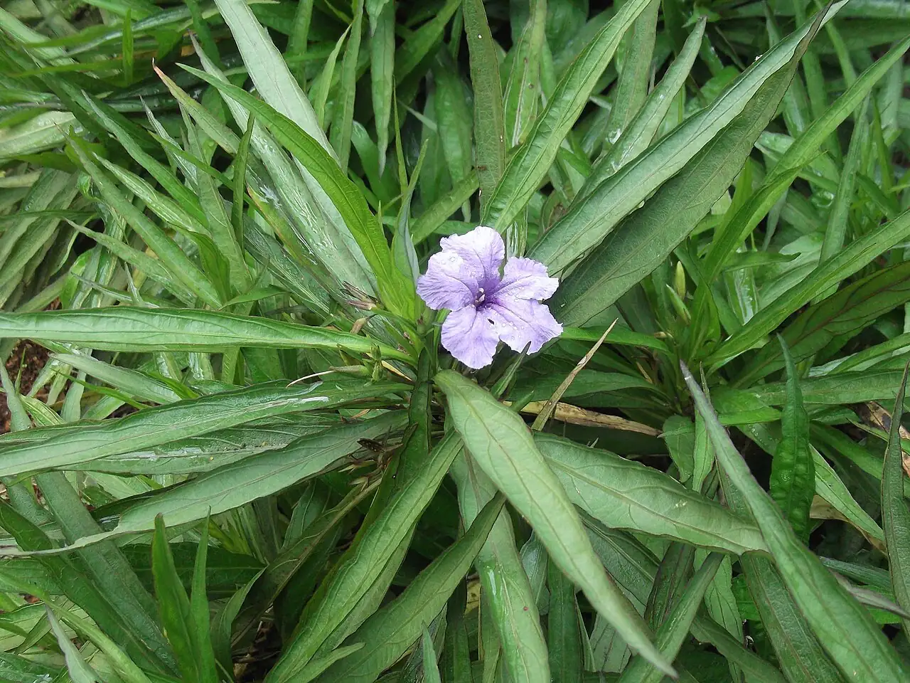 翠芦莉 (Ruellia brittoniana) — 更多视角