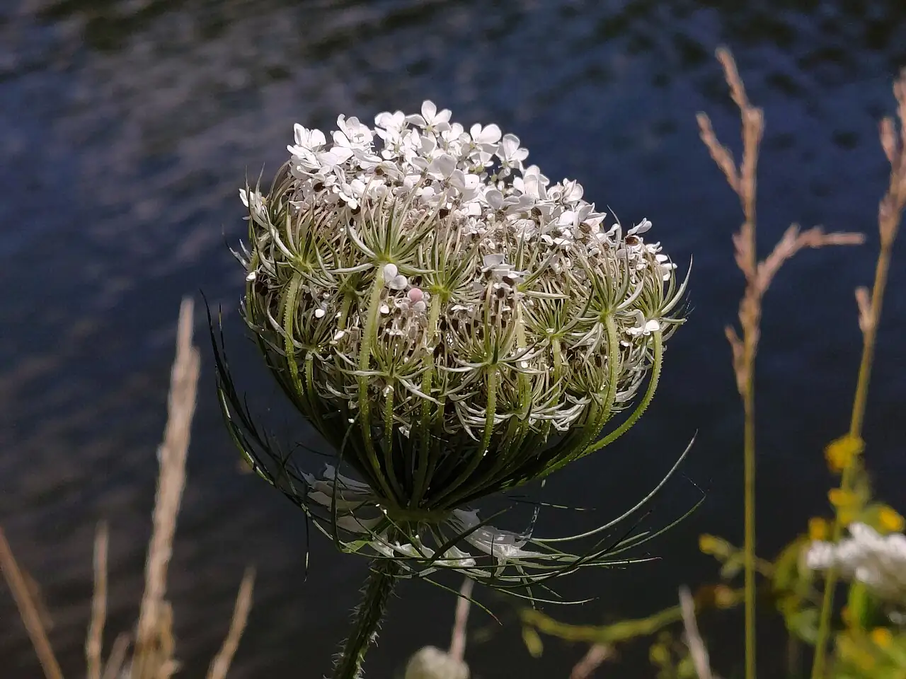 野胡萝卜 (Daucus carota) — 特写