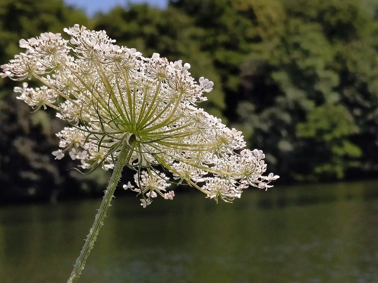 野胡萝卜 (Daucus carota) — 细节